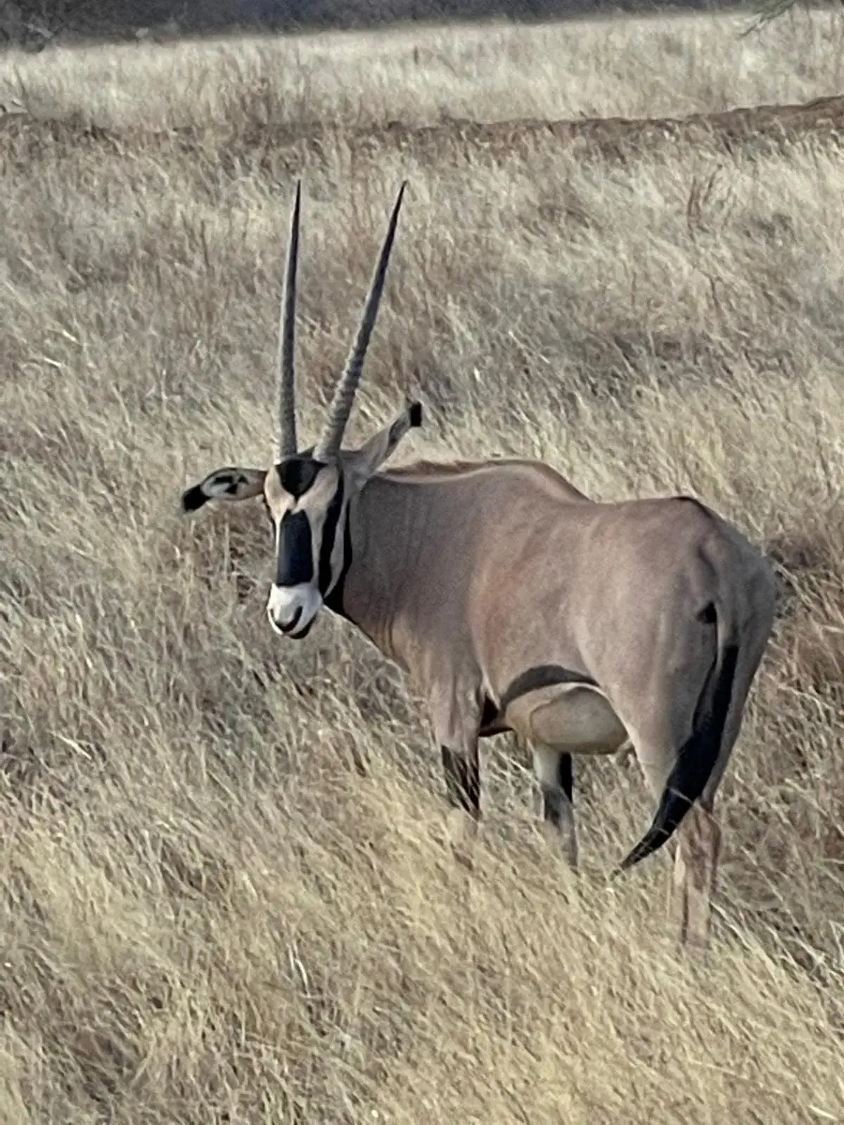 An oryx with long straight horns standing in tall dry grass
