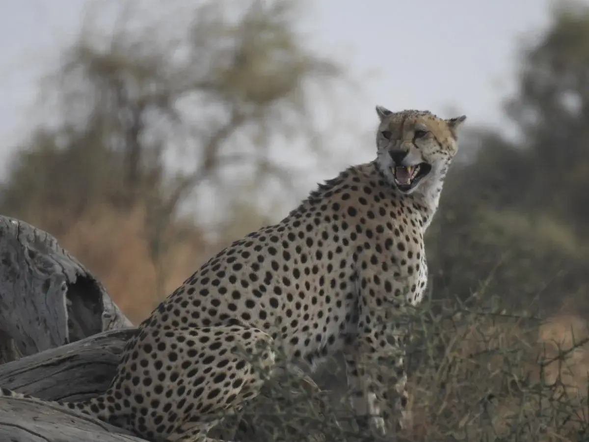 A cheetah sitting upright among rocks and bushes