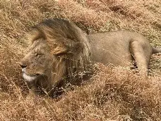 A lion lying in dry grass